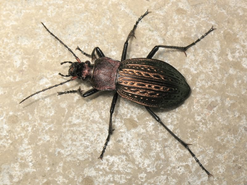 cancellatus cancellatus n. sulinensis Born, 1902